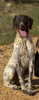 Remi, a female German Shorthaired Pointer for sale in Huntsville, AL – 1 of 1