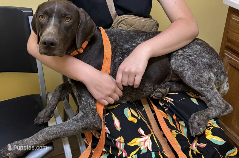 Ruger – German Shorthaired Pointer puppy for sale in Huntsville, AL