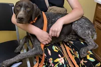 Ruger, a male German Shorthaired Pointer for sale in Huntsville, AL – 1 of 1