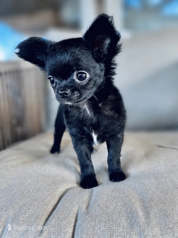 Murphy  – Chihuahua puppy for sale in Cedar Creek, TX