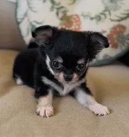 Rocket , a female Chihuahua for sale in Cedar Creek, TX – 4 of 8