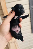 Male 2, a male Chihuahua for sale in Cedar Creek, TX – 2 of 2