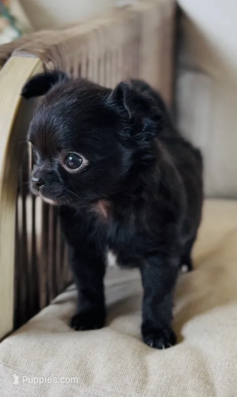 Murphy  – Chihuahua puppy for sale in Cedar Creek, TX
