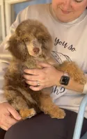 Diamond, a female Poodle - Miniature  for sale in Cedar Creek, TX – Photo 5 of 6