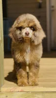 Diamond, a female Poodle - Miniature  for sale in Cedar Creek, TX – Photo 6 of 6