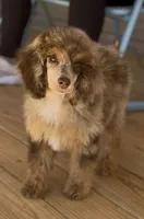 Diamond, a female Poodle - Miniature  for sale in Cedar Creek, TX – Photo 4 of 6