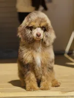 Diamond, a female Poodle - Miniature  for sale in Cedar Creek, TX – Photo 2 of 6