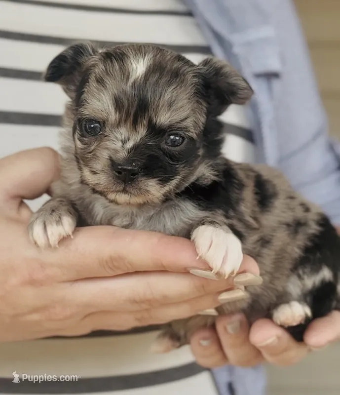 Female 4 – Chihuahua puppy for sale in Cedar Creek, TX