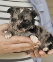Posie, a female Chihuahua for sale in Cedar Creek, TX – 7 of 10