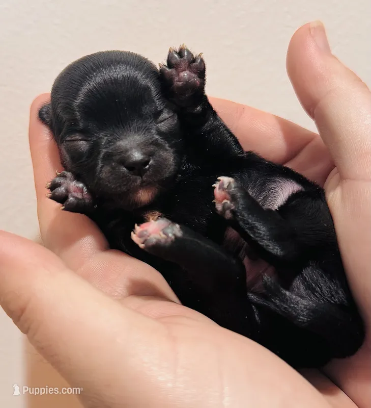 Male 2 – Chihuahua puppy for sale in Cedar Creek, TX
