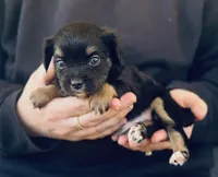 Jughead , a male Chihuahua and Miniature Aussiedoodle for sale in Cedar Creek, TX – Photo 2 of 2