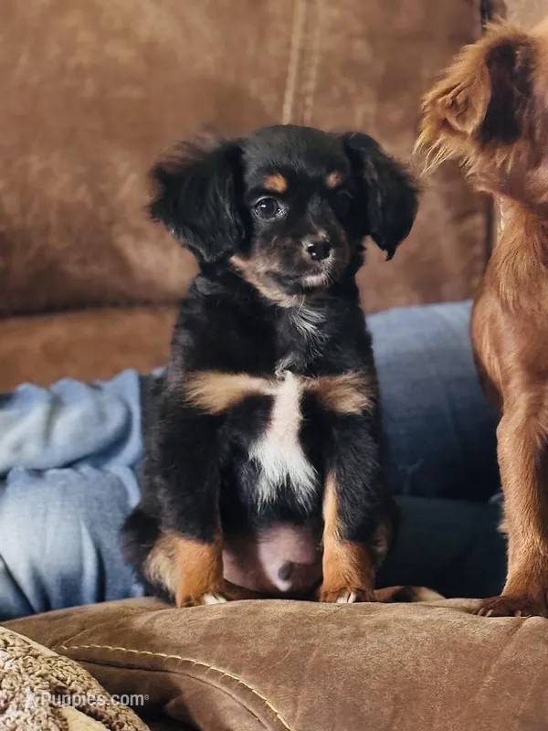 Jughead  – Chihuahua, Miniature Aussiedoodle puppy for sale in Cedar Creek, TX