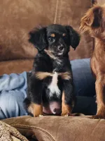 Jughead , a male Chihuahua and Miniature Aussiedoodle for sale in Cedar Creek, TX – 1 of 5