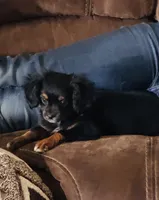 Jughead , a male Chihuahua and Miniature Aussiedoodle for sale in Cedar Creek, TX – 3 of 5