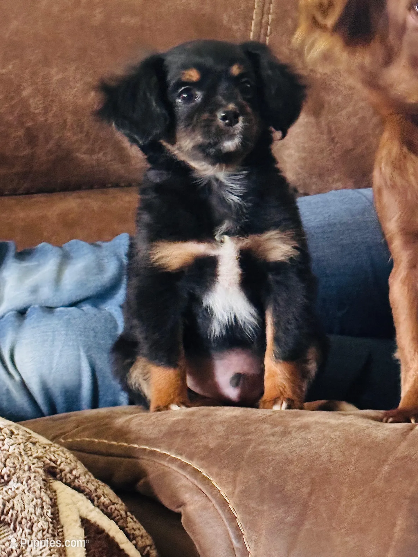 Jughead , a male Chihuahua and Miniature Aussiedoodle for sale in Cedar Creek, TX – 2 of 5