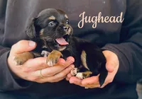 Jughead , a male Chihuahua and Miniature Aussiedoodle for sale in Cedar Creek, TX – Photo 1 of 2