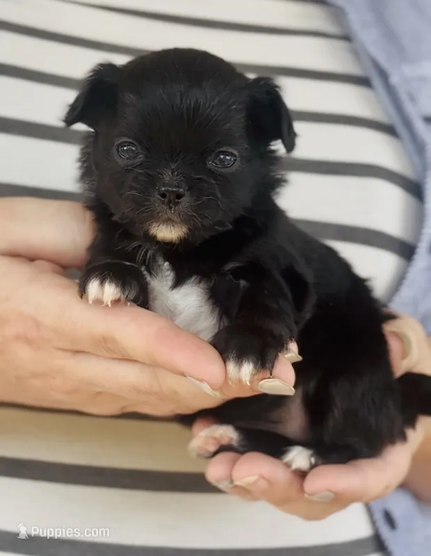 Female 2  – Chihuahua puppy for sale in Cedar Creek, TX
