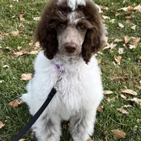 Riot, a female Poodle - Miniature  for sale in Cedar Creek, TX – Photo 5 of 7