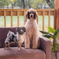 Riot, a female Poodle - Miniature  for sale in Cedar Creek, TX – Photo 1 of 7