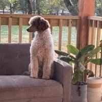 Riot, a female Poodle - Miniature  for sale in Cedar Creek, TX – Photo 2 of 7
