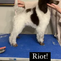 Riot, a female Poodle - Miniature  for sale in Cedar Creek, TX – Photo 7 of 7