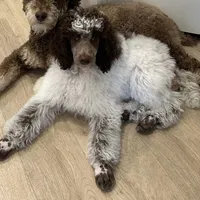 Riot, a female Poodle - Miniature  for sale in Cedar Creek, TX – Photo 6 of 7