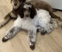 processed/86068ddd-9679-4801-8425-84345f8864e4/listing/1bd180c7-415b-466c-80a6-6ac7eb7dce56/b02d7696-8947-4958-98ff-8233add5cc87