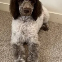 Riot, a female Poodle - Miniature  for sale in Cedar Creek, TX – Photo 4 of 7