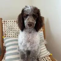 Riot, a female Poodle - Miniature  for sale in Cedar Creek, TX – Photo 3 of 7