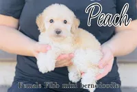 Peach, a female Miniature Bernedoodle for sale in Cedar Creek, TX – Photo 1 of 2