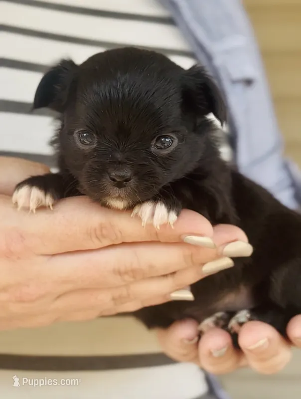Female 1  – Chihuahua puppy for sale in Cedar Creek, TX