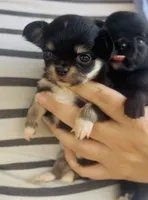 Rocket , a female Chihuahua for sale in Cedar Creek, TX – 6 of 8