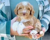 processed/86068ddd-9679-4801-8425-84345f8864e4/listing/3323b372-9dda-4a93-b93b-64657373b4ed/5f56a33e-13a9-46b8-adfb-3b369028c405