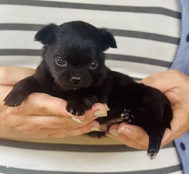 Male 1  – Chihuahua puppy for sale in Cedar Creek, TX