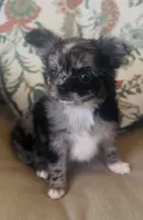 Posie, a female Chihuahua for sale in Cedar Creek, TX – 4 of 10