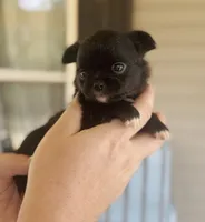 Wren , a female Chihuahua for sale in Cedar Creek, TX – 5 of 9
