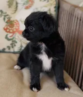 Wren , a female Chihuahua for sale in Cedar Creek, TX – 4 of 9