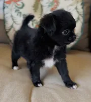 Wren , a female Chihuahua for sale in Cedar Creek, TX – 2 of 9