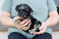 Cummin, a male Miniature Aussiedoodle for sale in Cedar Creek, TX – Photo 2 of 2