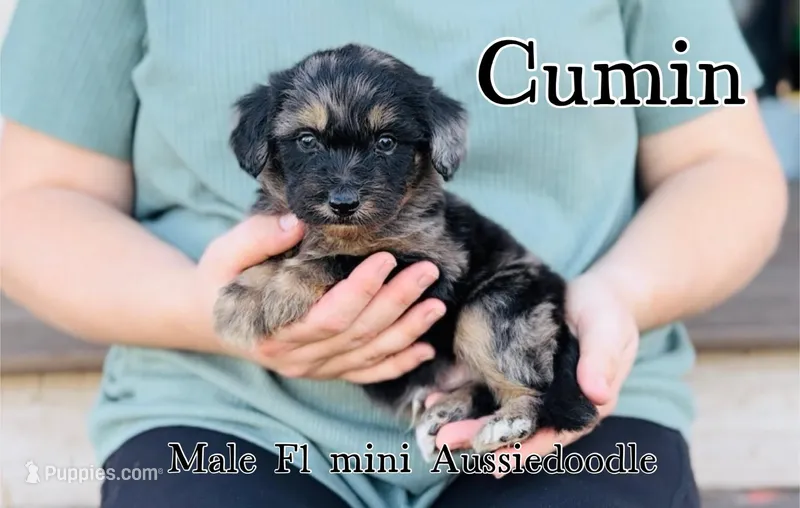 Cummin, a male Miniature Aussiedoodle for sale in Cedar Creek, TX – Photo 1 of 2