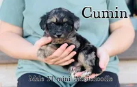 Cummin, a male Miniature Aussiedoodle for sale in Cedar Creek, TX – Photo 1 of 2