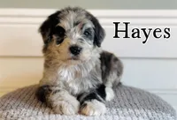Hays, a male Sheepadoodle for sale in Cedar Creek, TX – Photo 2 of 2