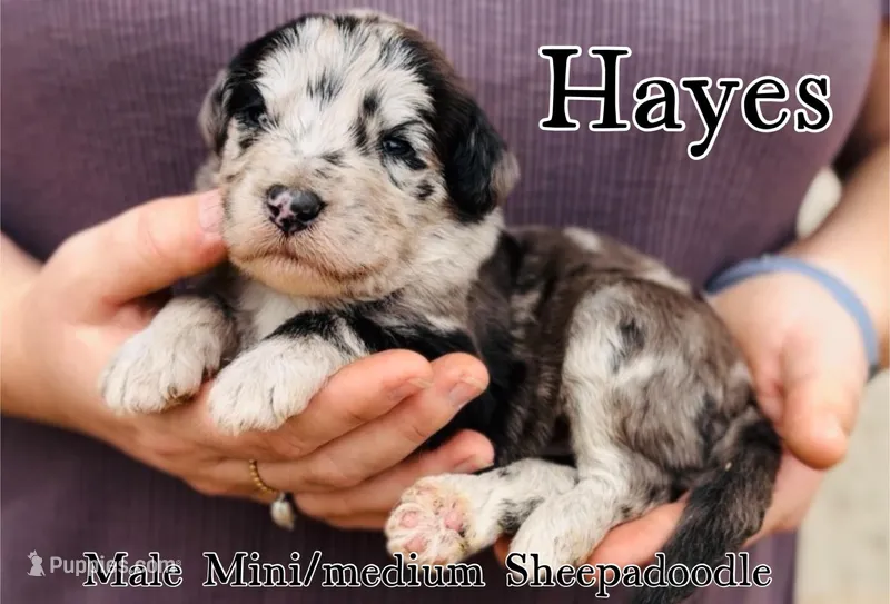 Hays, a male Sheepadoodle for sale in Cedar Creek, TX – Photo 1 of 2