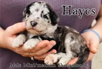 Hays, a male Sheepadoodle for sale in Cedar Creek, TX – Photo 1 of 2