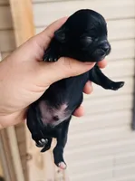 Male 1 , a male Chihuahua for sale in Cedar Creek, TX – 2 of 2