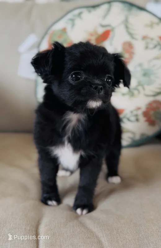 Wren  – Chihuahua puppy for sale in Cedar Creek, TX