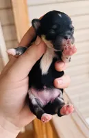 Female 3 , a female Chihuahua for sale in Cedar Creek, TX – 2 of 2