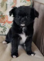 Wren , a female Chihuahua for sale in Cedar Creek, TX – 3 of 9