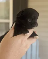 Wren , a female Chihuahua for sale in Cedar Creek, TX – 7 of 9