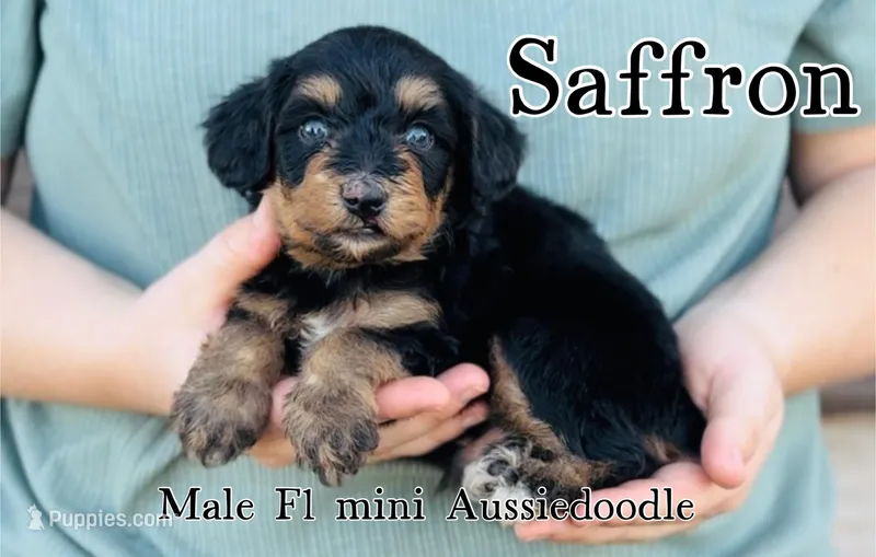 Saffron, a male Miniature Aussiedoodle for sale in Cedar Creek, TX – Photo 1 of 2